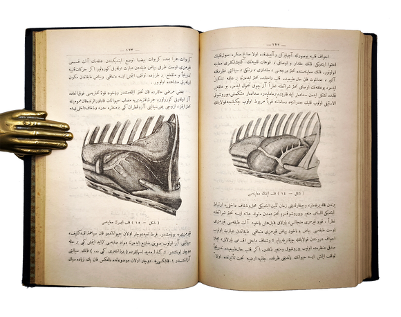 [ANATOMY ON ANIMALS / VETERINARY] تشريح مرضى درسلرى [i.e., Lectures on pathological anatomy] & اهلی حیوانلاردا اوتوپسیو تغییرات تشریهینین تشخیصی / Ehlî hayvanlarda otopsi... [i.e., Autopsy indomesticated animals and the diagnosis of anatomical changes]