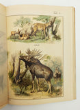 [OTTOMAN ZOOLOGY / BEAUTIFUL COLOR PLATE BOOKS] Musavver tarîf-i hayvanât. [i.e. Illustrated description of animals]