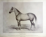 [ARABIAN HORSE BREEDING IN NORTH AMERICA] History in brief Leopard and Linden, General Grant's Arabian stallions, presented to him by the Sultan of Turkey in 1879, also their sons Generale Beale and Hegira, and Islam...